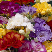 Freesia Double Mixed